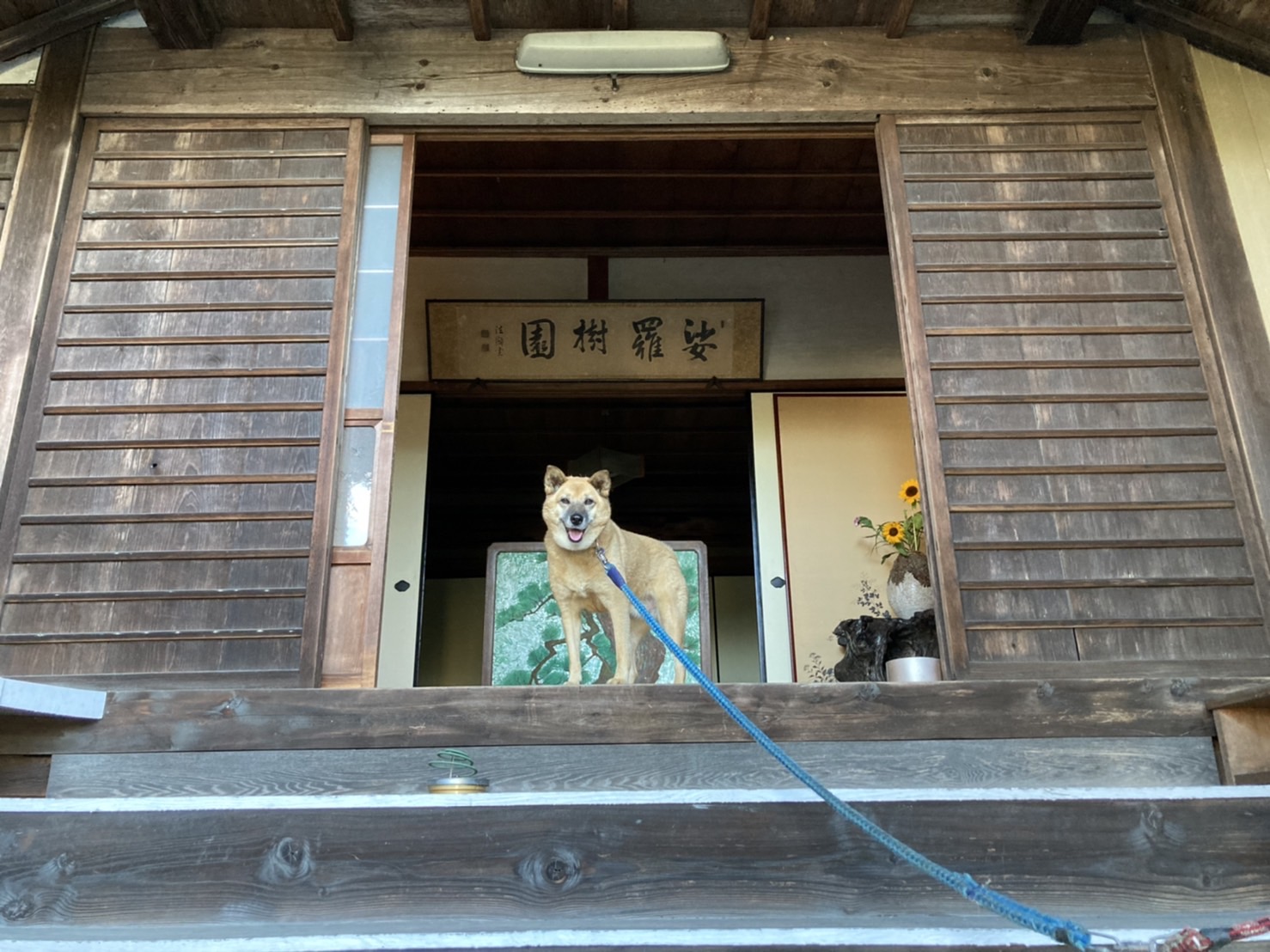 光願寺の看板犬さくら